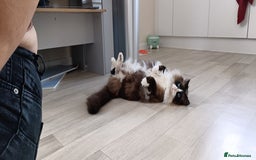 Mixed Breed cats for sale: Hella and Loki - Image 17