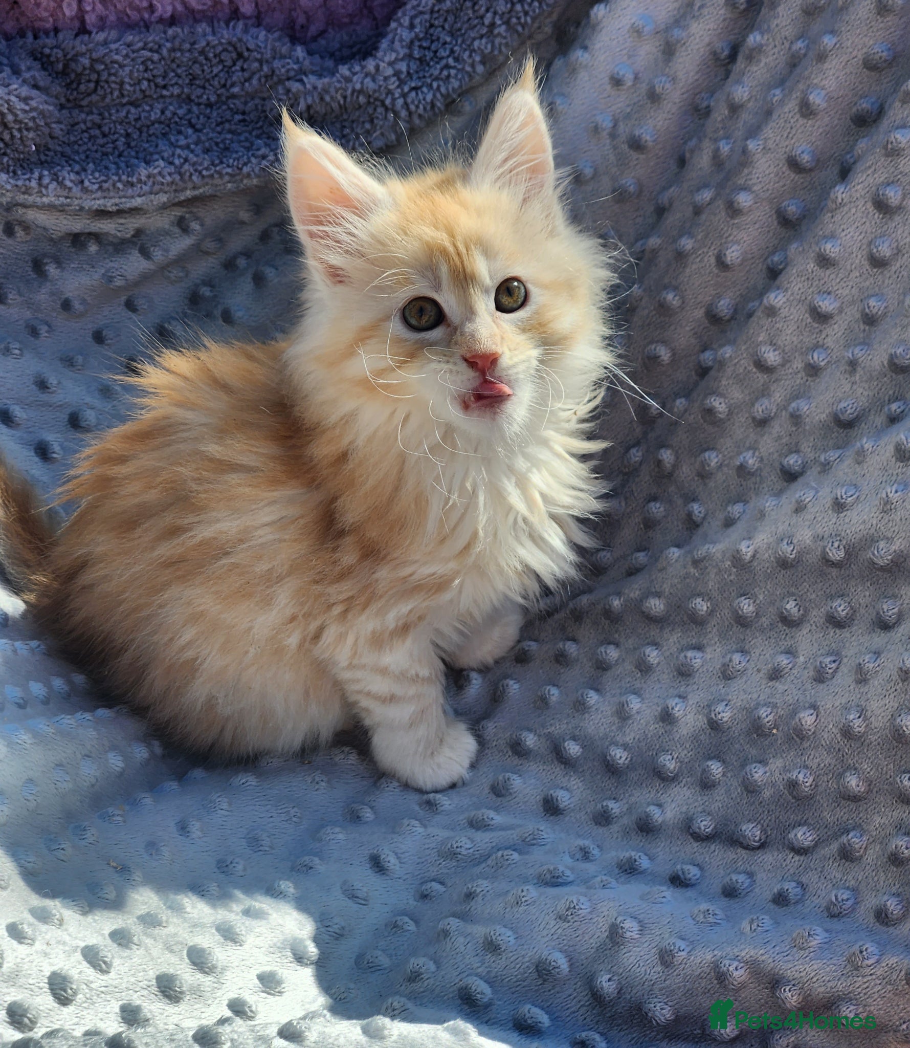 Maine Coon cats Maine Coon Kittens Ready Now !! - Advert 14