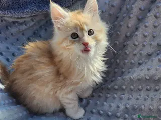 Maine Coon cats Maine Coon Kittens Ready Now !! - Advert 14