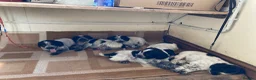 Cocker Spaniel dogs for sale: Pedigree Roan Cocker Spaniel puppies - 3 boys left - Advert 4