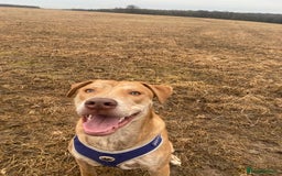 Mixed Breed dogs for sale: Mix breed male looking for forever home  - Image 2