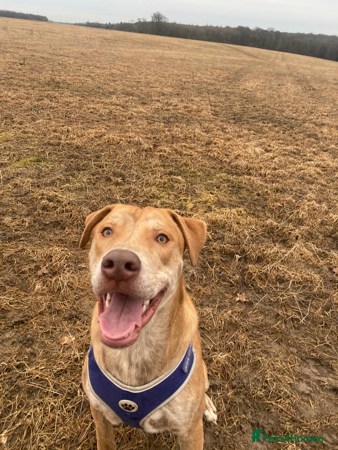 Mixed Breed dogs for sale: Mix breed male looking for forever home  - Image 2