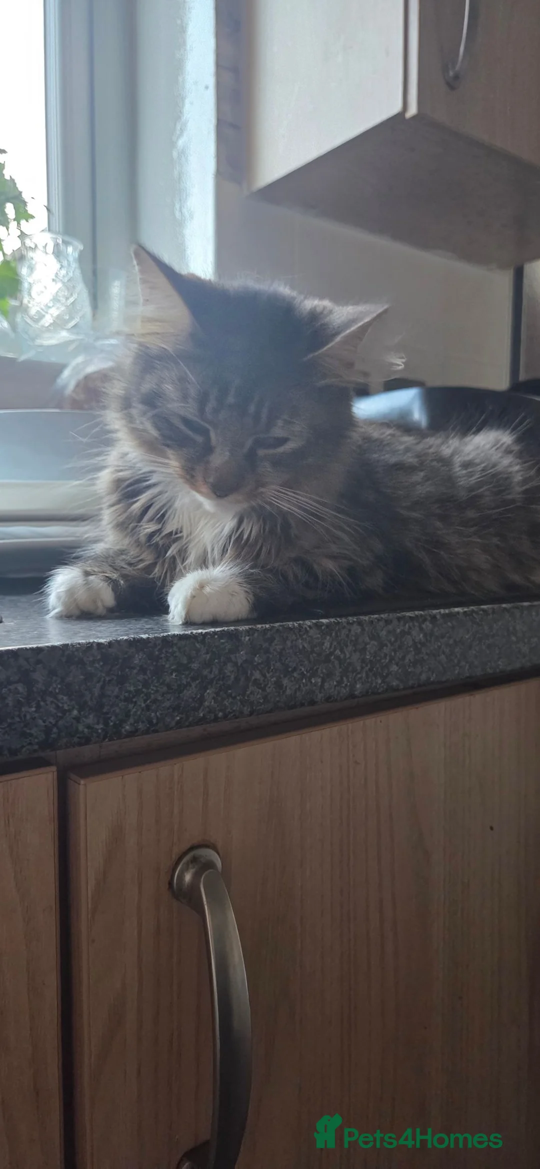 Mixed Breed cats for sale: Mixed bread kittens  - Advert 10