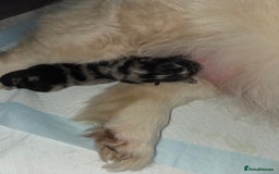 Chow Chow dogs for sale: Rare Chow chow puppies - Image 17