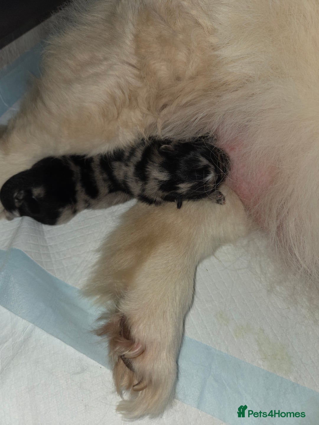 Chow Chow dogs for sale: Rare Chow chow puppies - Image 17