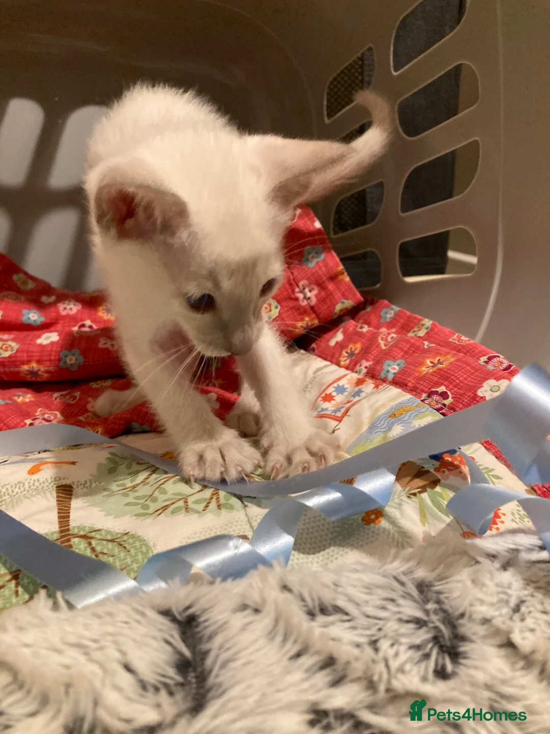 Oriental cats for sale: Oriental boy kittens - Advert 5