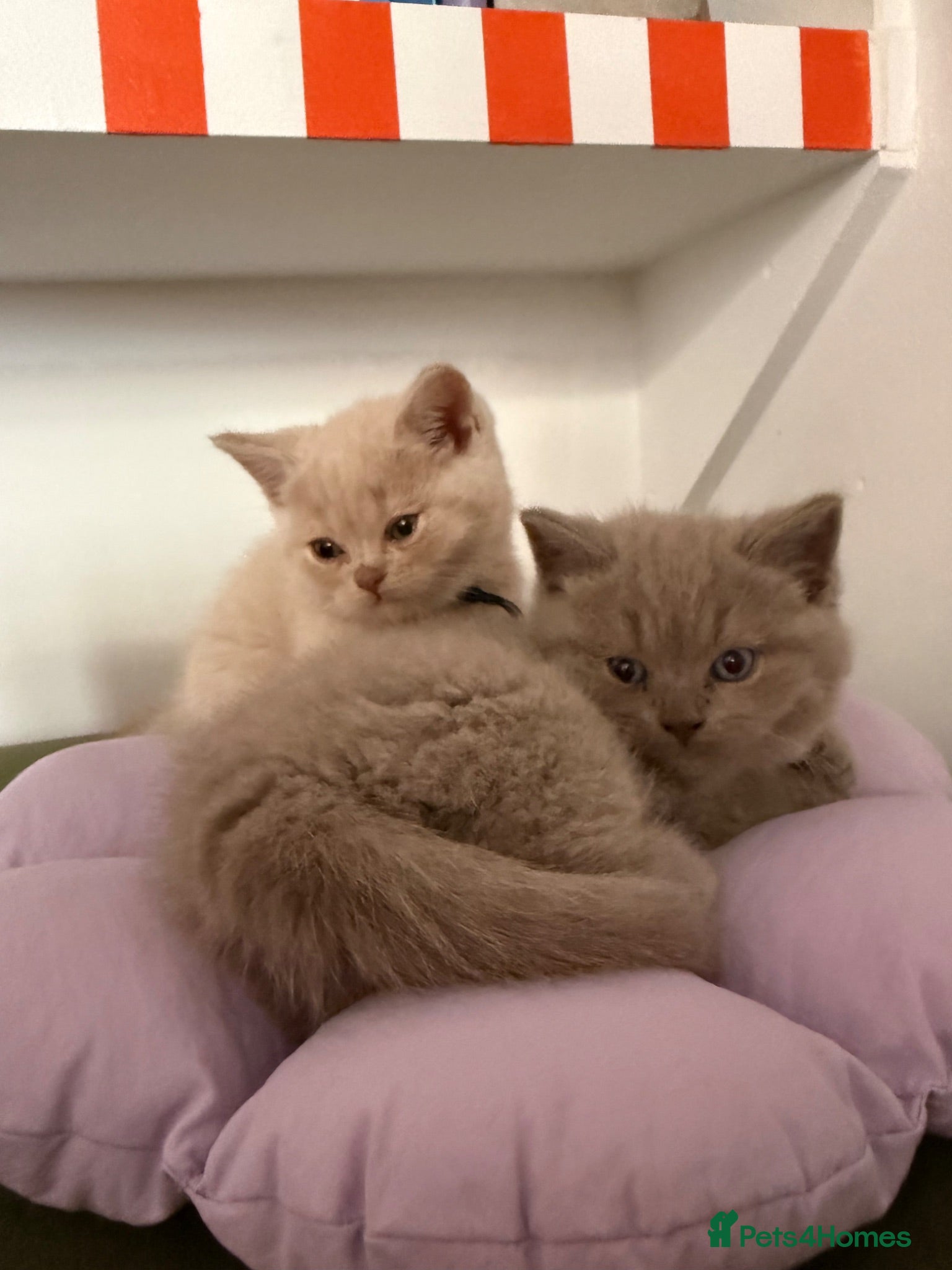 British Shorthair cats Rare Lilac, Cream & Blue Bicolour BSH kittens - Advert 10