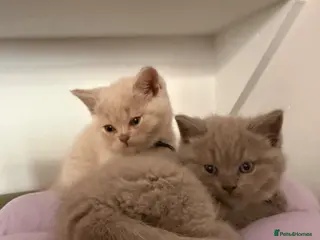 British Shorthair cats Stunning Lilac, Cream & Blue Bicolour BSH kittens - Advert 1