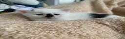 Mixed Breed cats for sale: Very cute spotty kittens for sale - Advert 13