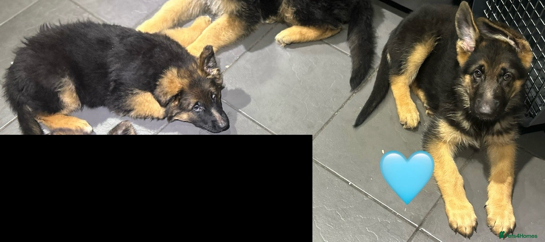 German Shepherd dogs Ready Now Kc Registered GSD Puppies - Advert 10