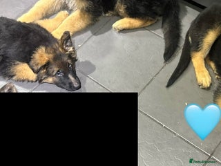 German Shepherd dogs Ready Now Kc Registered GSD Puppies - Advert 6