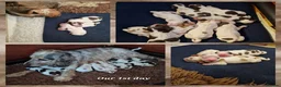 Cocker Spaniel dogs for sale: KC Show Cocker Spaniels: Beautiful inside out - Advert 18