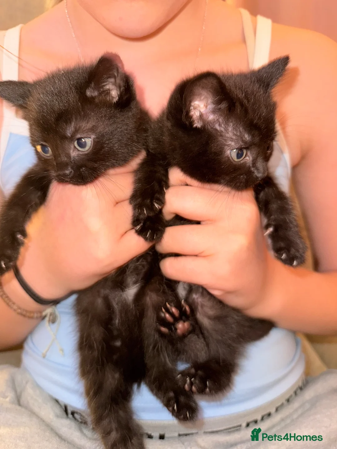 Mixed Breed cats for sale: Kittens - Ready Monday 6th  - Advert 2