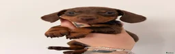 Miniature Dachshund dogs for sale: Miniature dachshunds looking for new home!! - Advert 10