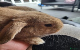 Mini Lop rabbits for sale: Mini Lop Bunnies Ready to leave shortly - Image 8