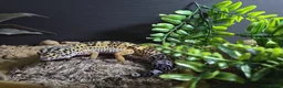 Leopard Gecko reptiles for sale: Male leopard gecko  - Advert 2