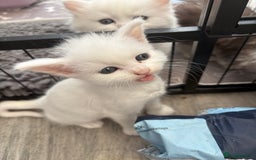 Persian cats for sale: Outstanding litter of Persian x kittens,  - Image 32
