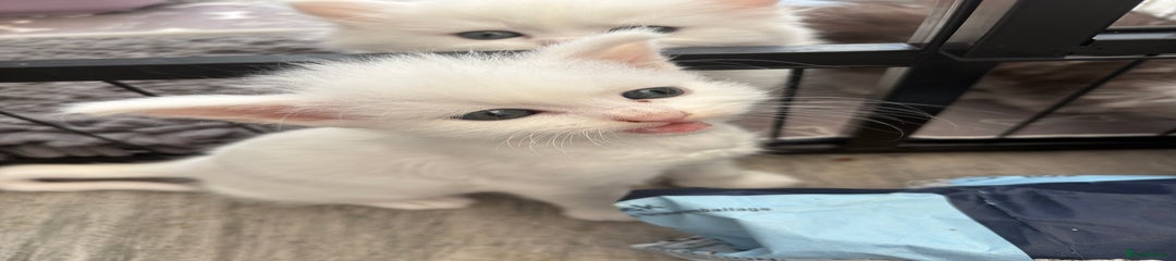 Persian Kitten 8