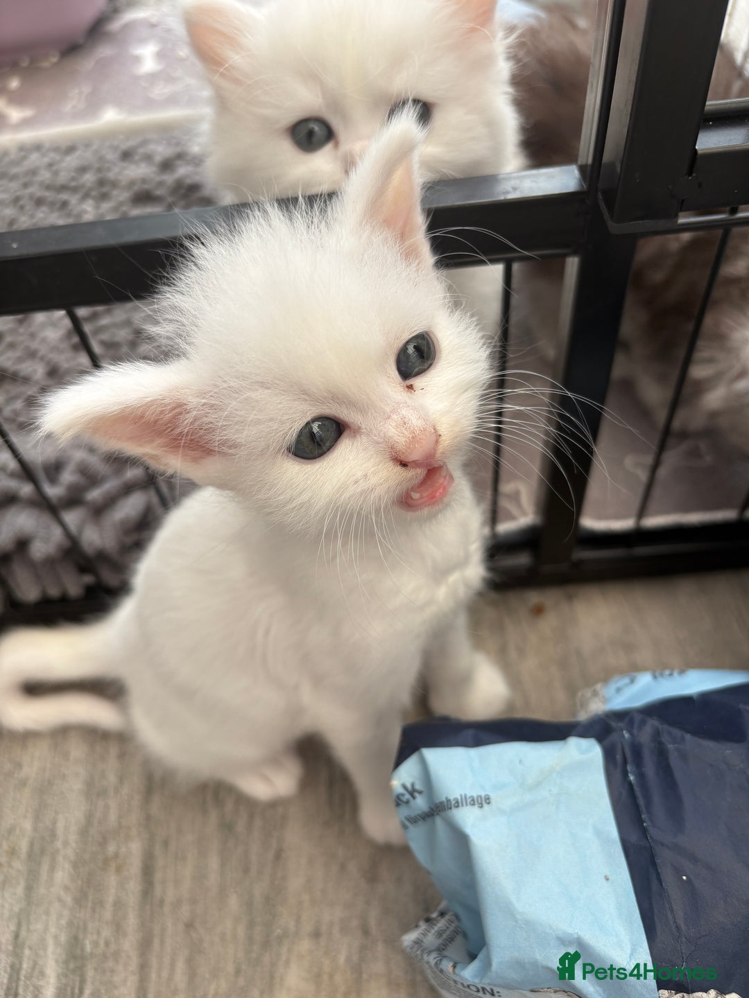 Persian cats for sale: Outstanding litter of Persian x kittens,  - Image 32