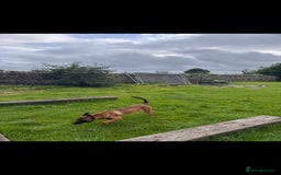 Belgian Shepherd Dog dogs for sale: Belgian Shepard/Malinois - 6 Months - Image 4