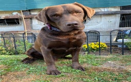 Labrador Retriever dogs for stud: Health Tested KC Registered Chocolate Labrador  in Wisbech - Image 19