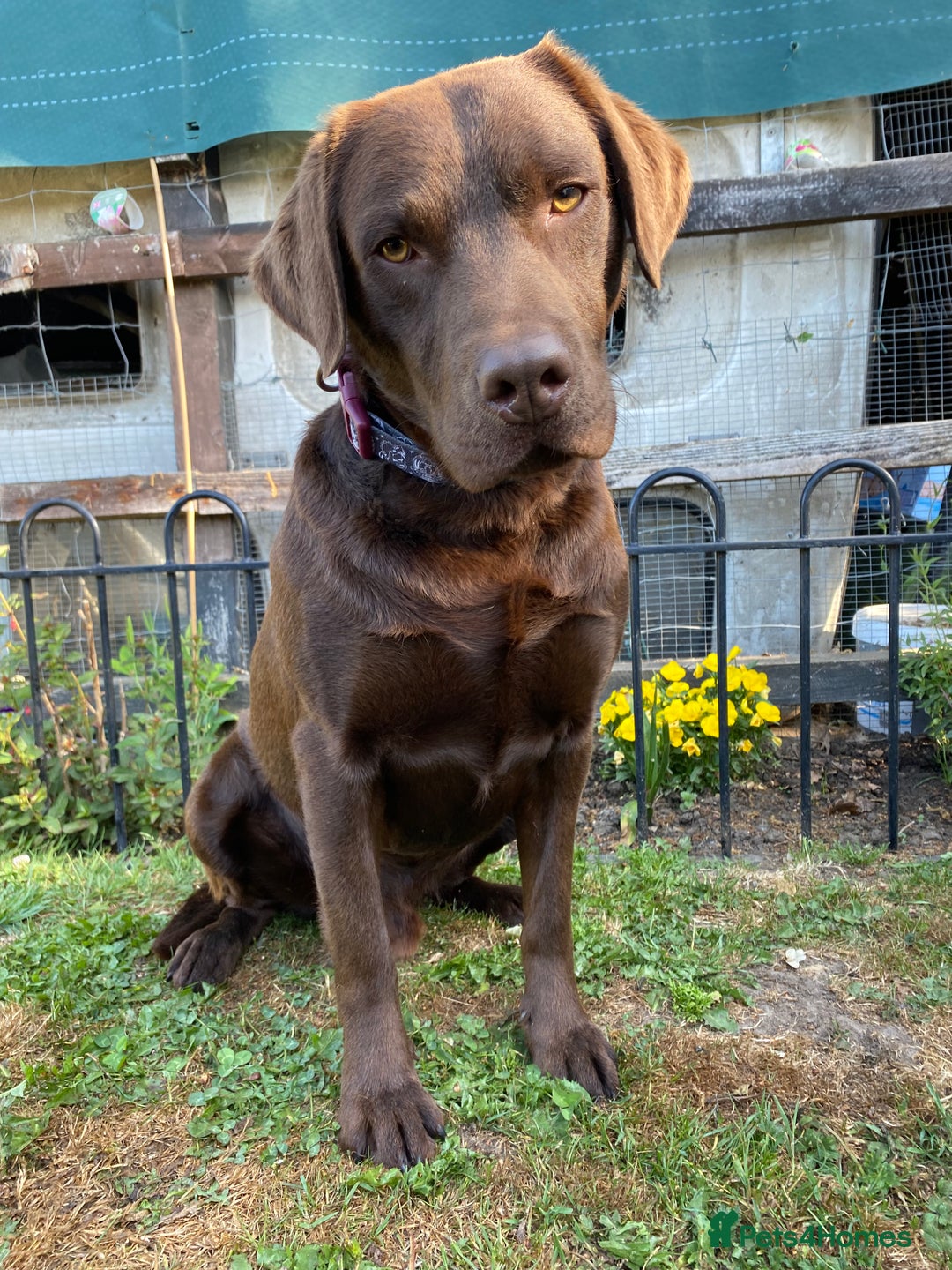 Labrador Retriever dogs for stud: Health Tested KC Registered Chocolate Labrador  in Wisbech - Image 19