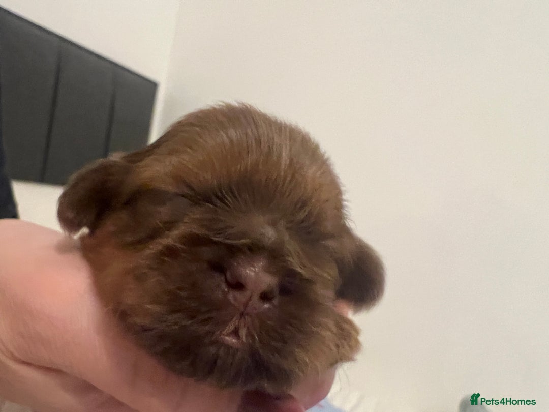 Shih Tzu dogs for sale: KC registered pure breed imperial shihtzu puppies  - Advert 4