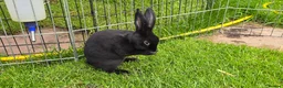Rex rabbits for sale: 5 mini rex ready to leave now! - Advert 4