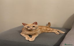Mixed Breed cats for sale: Energetic Orange Tabby Mix Looking for a  Home  - Image 2
