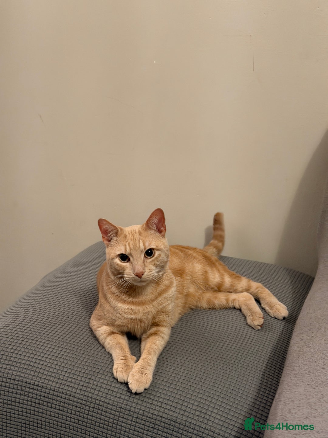 Mixed Breed cats for sale: Energetic Orange Tabby Mix Looking for a  Home  - Image 2