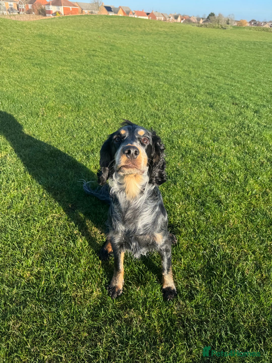 Cocker Spaniel dogs for stud: Male Cocker Spaniel  - Advert 3