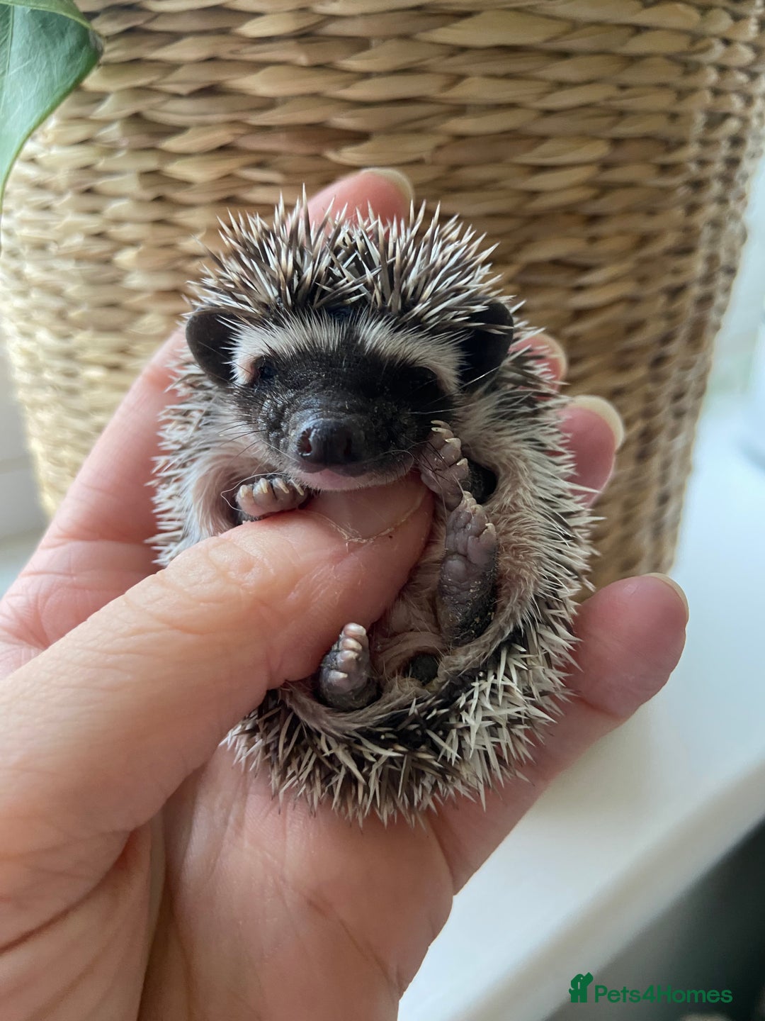 Pygmy Hedgehog rodents for sale: 🎄 Christmas Hoglets | New Litter in the Nest 🦔 - Image 10