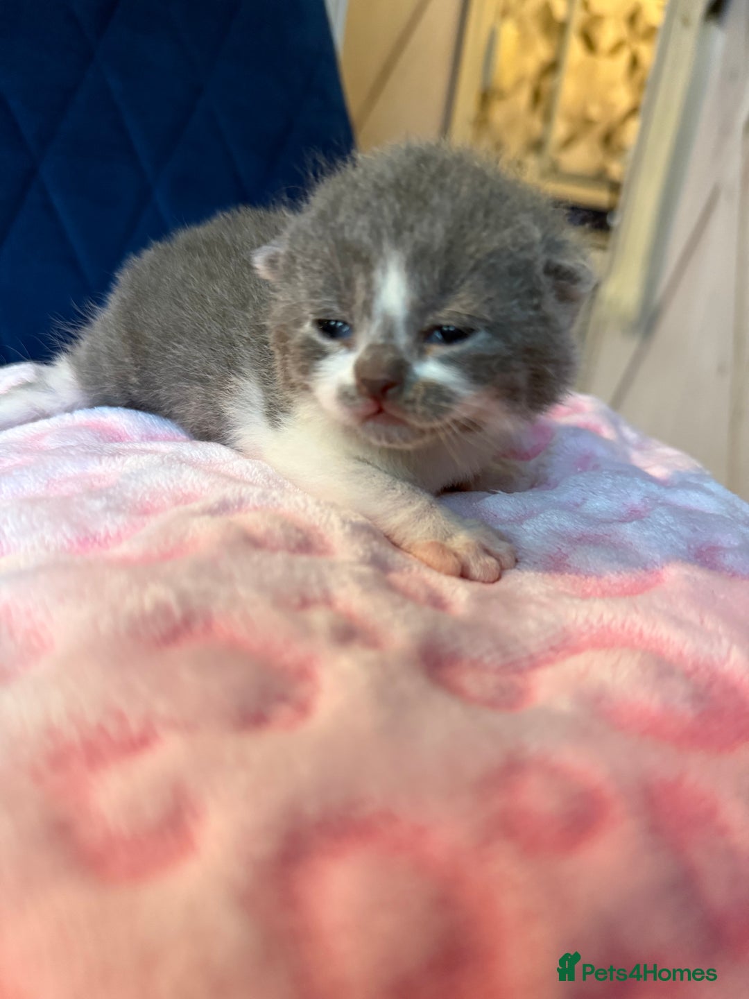 British Shorthair cats for sale: Pure British Shorthair Champion line 🥇🏆😻  - Image 5