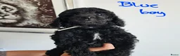 Standard Poodle dogs for sale: KC Standard Poodle Puppies !  - Advert 6
