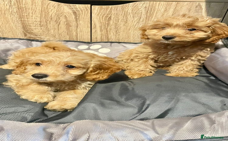 Cockapoo dogs - Advert 2