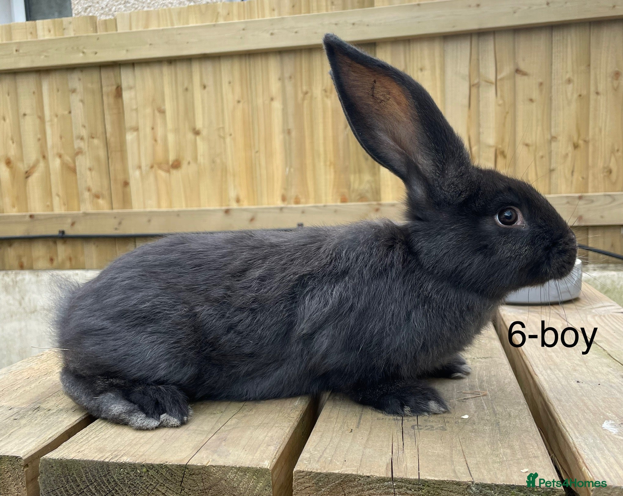 Continental Giant rabbits 💖Pure bred continental giants💖 - Advert 8