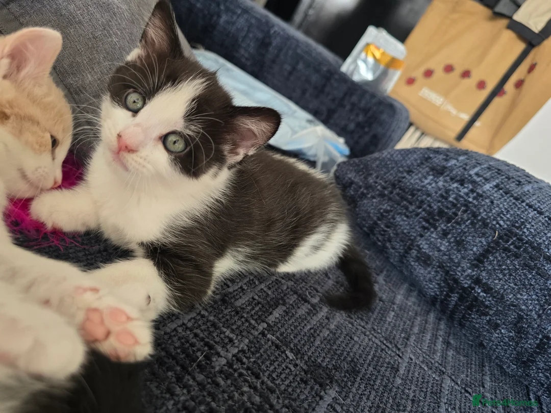 Mixed Breed cats for sale: 3 cute playful kittens available  in Birmingham - Advert 2