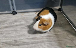 Guinea Pig rodents for sale: male Guinea pig - Image 2
