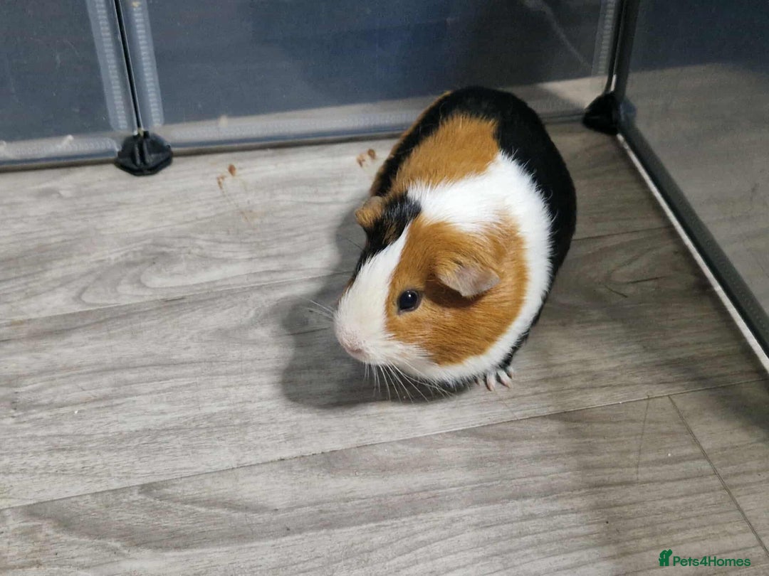 Guinea Pig rodents for sale: male Guinea pig - Image 2