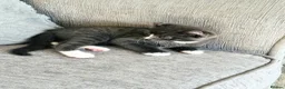 Mixed Breed cats for sale: Stunning Mixed Coloured Kittens!  - Advert 11