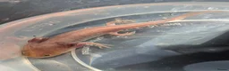 Axolotl reptiles for sale: Copper axanthic Melanoid baby Axolotl - Advert 7