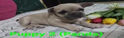 French Bulldog dogs for sale: Beautiful blue french bulldogs puppies  - Advert 14