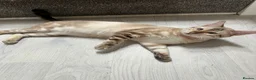 Bengal cats for sale: Yeyo. - Advert 11