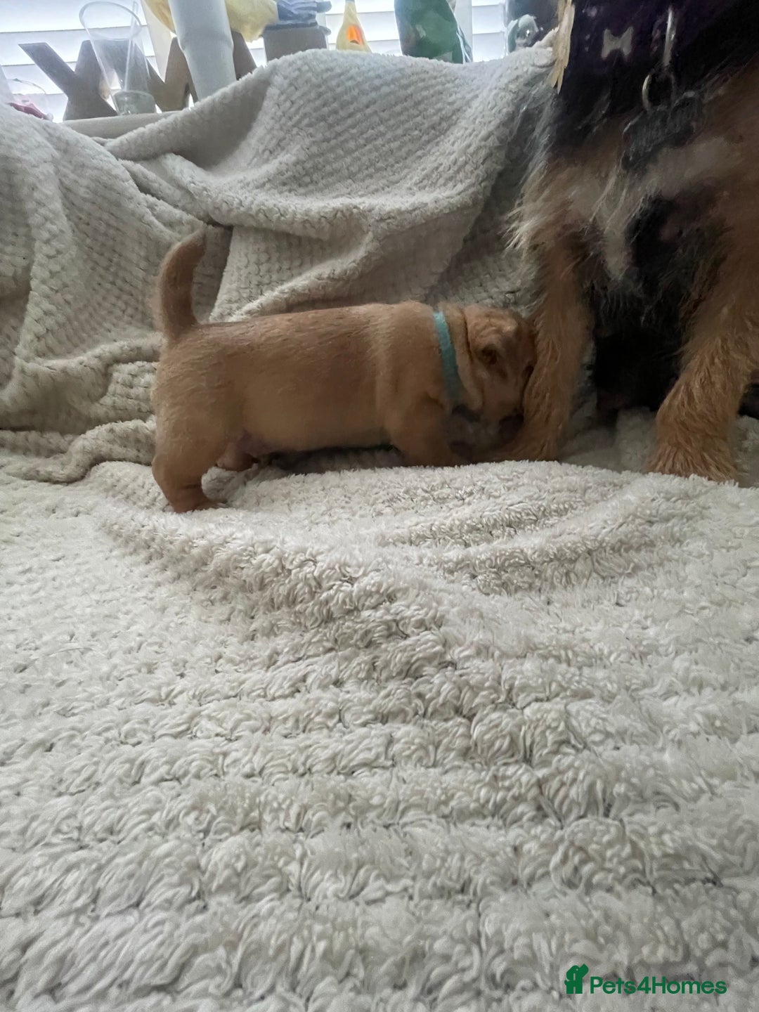 Jug dogs for sale: Jug puppies for sale 4 boys 2 girls 5 weeks old - Advert 3