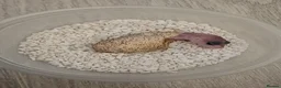 Leopard Gecko reptiles for sale: Mack Snow Eclipse (Blacknight x Tangerine Cross)  - Advert 7