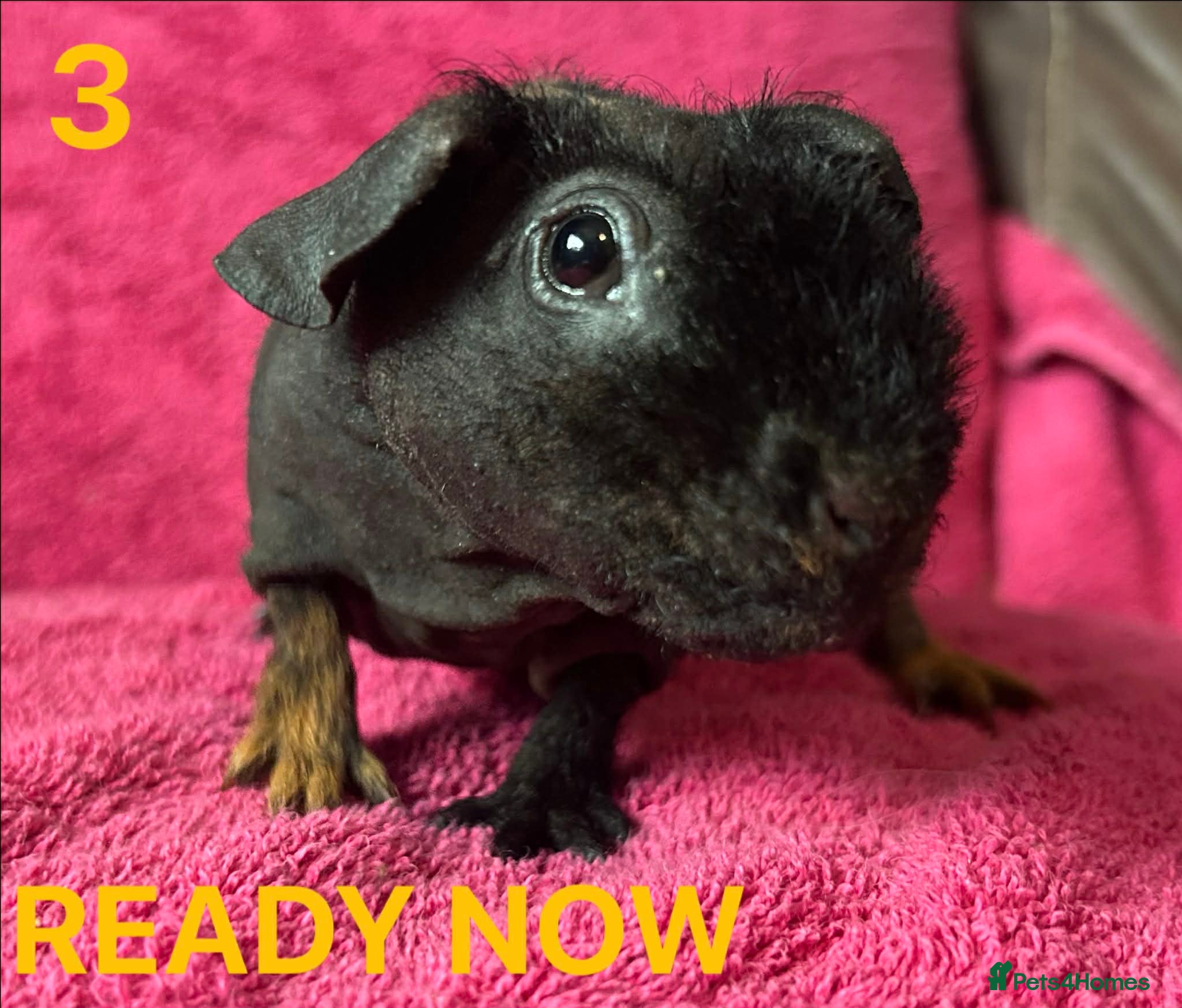 Guinea Pig rodents Skinny Pig Boars. - Advert 7