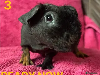 Guinea Pig rodents Skinny Pig Boars. - Advert 7