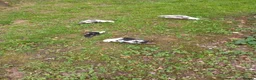 Ducks poultry for sale: Call ducks  - Advert 2