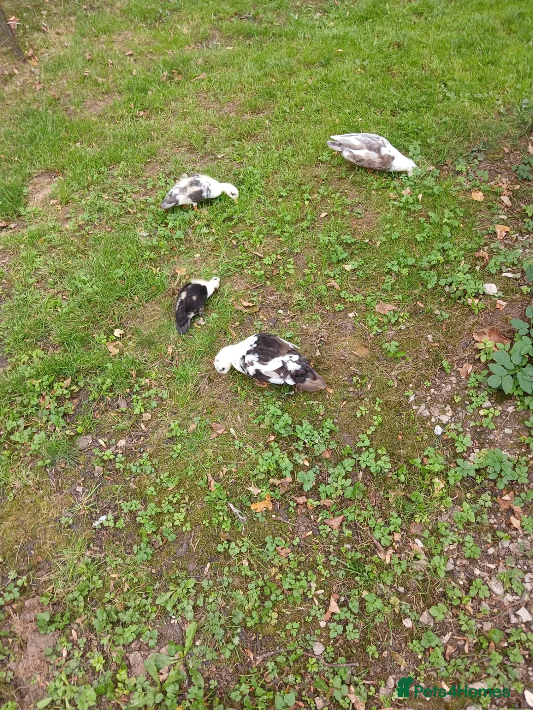 Ducks poultry for sale: Call ducks  - Advert 2