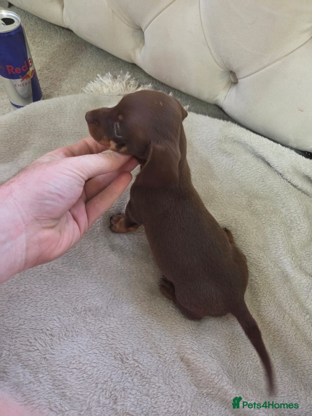 Miniature Dachshund dogs for sale: Mini Dachshund - Image 12